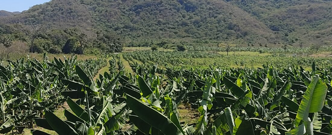 Como Alcançar 70 Toneladas de Banana prata por Hectare: O Poder dos Números no Campo.